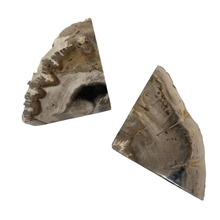 Load image into Gallery viewer, Petrified Wood Bookends Set of 2