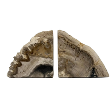 Load image into Gallery viewer, Petrified Wood Bookends Set of 2