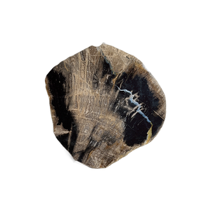 Petrified Wood Coaster Set of 4