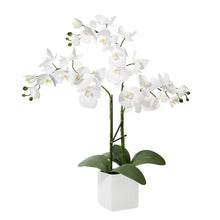 Load image into Gallery viewer, Ava Faux Potted Triple Stem Orchid