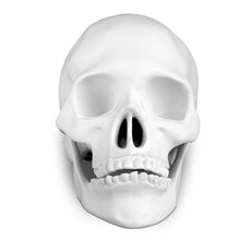 Load image into Gallery viewer, Skull - White